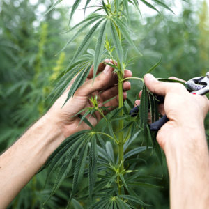 buy lightlab, buy portable cannabis testing equipment
